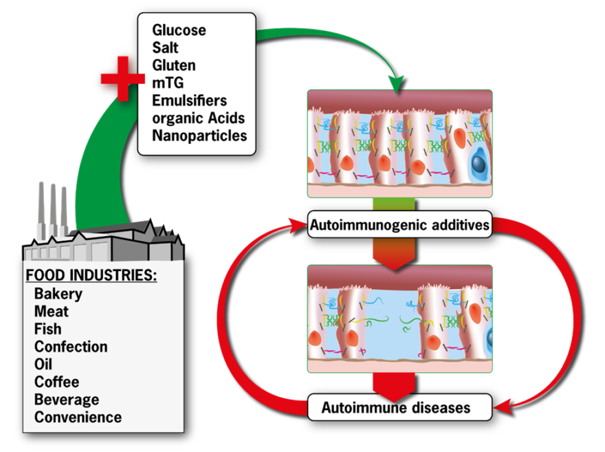 This schematic by Patricia Jeremias shows the sequential steps through which industrial food additives induce autoimmune diseases. Image courtesy of the Technion Spokesperson’s Office