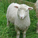 Pesach-lamb